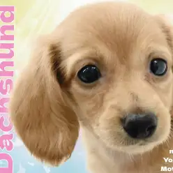 【 ミニチュアダックスフンド 】癒しの短足アイドルが横浜元町へやってきた！