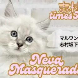 【 ネヴァマスカレード 】まるで妖精さんフワモコ天使のネヴァマスカレードが登場！