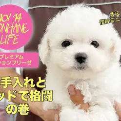 【 ビションフリーゼ 】プレミアムビションちゃんのお手入れ＆ベッドと格闘の巻