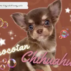 【 チワワ 】チョコレート色の被毛を纏い登場！ミニマムサイズの小さな小さなお姫様