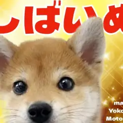 【 柴犬 】横浜元町店に可愛い末っ子気質な柴ちゃんがやってきた！