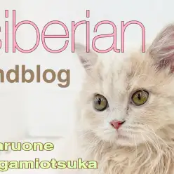 【 サイベリアン 】超甘えんぼう女子に成長中！今見逃せない魅力をまるっとお届け