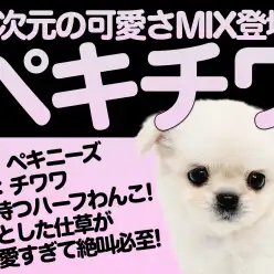 【 MIX 】パパはペキニーズ・ママはチワワ！愛嬌たっぷりなペキチワちゃん登場！