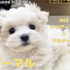 【 ほっこり北通vol.237 】両親の良いところどりの童顔フェイスの女の子入店