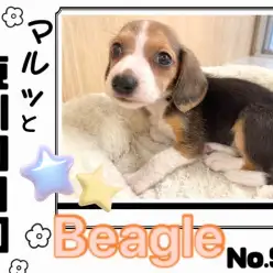 【マルっと東川口日和No.98 】大きなお目目が自慢!小柄なビーグルちゃん!