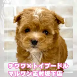 【 ミックス 】両親の良いところ取り!誰にも負けない最強チワプーちゃんが入店!