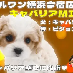 【 キャバション 】キャバリアとビションの最強MIXがキャバリアの聖地に登場!