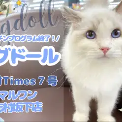 【 ラグドール 】ワクチンプログラムが終了してお外デビューをしたラグドールくん！