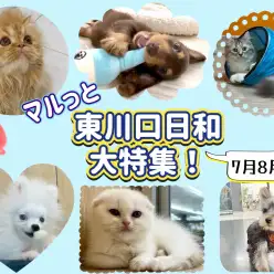 【 マルっと東川口日和特集! 】7月8月に公開されたマルっとブログを一挙紹介!