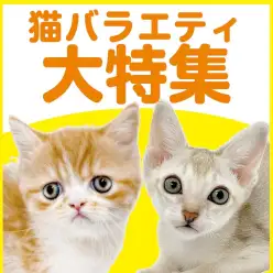 【 猫バラエティ特集 】10/30現在在店中のバラエティニャンコ！最新動画付き！