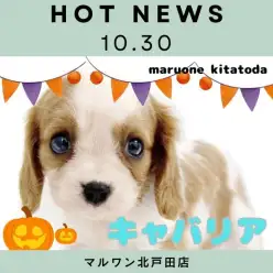 【 キャバリア 】ワンちゃん初心者さん必見!穏やか甘えん坊さんな女の子入店!