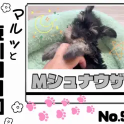 【 マルっと東川口日和No.95 】黒と銀の被毛に包まれた天真爛漫シュナちゃん！