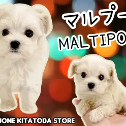 【 MIX犬 】淡めクリームカラーが美しいマルプー女の子登場！室内飼いに最適！