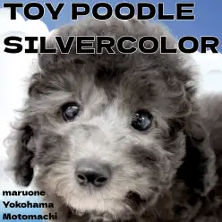 【 トイプードル 】大変身が魅力のシルバートイプードルが横浜元町にやってきた！