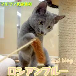 【 ロシアンブルー 】可愛さとカッコよさを併せ持つ甘えん坊な生後4ヶ月の女の子