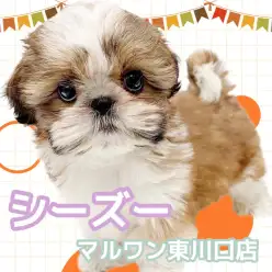 【 シーズー 】隣に居てくれるだけで幸せいっぱい！ほのぼのまったりとした女の子！