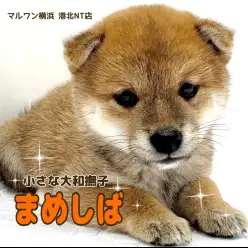 【 豆柴犬 】日本犬代表！小さな大和撫子豆柴ちゃん