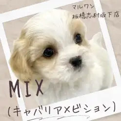 【 キャバション 】両親の遺伝子をいいとこ取り!大人気のMIX犬が新しく入店!