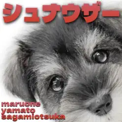 【 ミニチュアシュナウザー 】賢く愛らしいモノクロの最高のパートナーが大和市に!