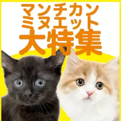 【 マンチカン・ミヌエット特集 】11/27現在在店中の短足ボディが魅力の癒し系