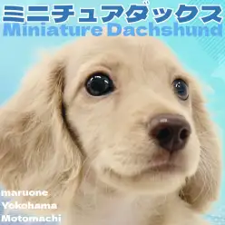 【 ミニチュアダックスフンド 】イエロー色のおっとり王子様、横浜元町店に登場！