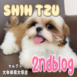 【 シーズー 】もうすぐワクチンプログラム完了！生後4ヶ月の癒され姿に大注目！