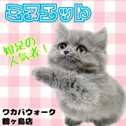 【 ミヌエット 】短い脚がとっても可愛い！温厚で甘えん坊な女の子