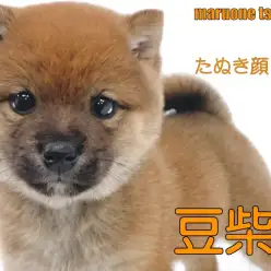 【 豆柴 】人気タイプのたぬき顔を見事に体現した女の子！