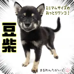 【 豆柴 】小さめサイズの黒豆柴くんは穏やかな性格の癒し系!