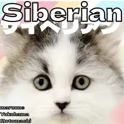 【 サイベリアン 】穏やかで甘えん坊！長毛猫サイベちゃんが登場！