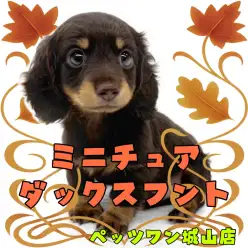 【 ミニチュアダックスフント 】天真爛漫ボーイ！癒し系のダっちゃん登場