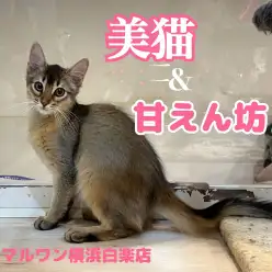 【 ソマリ 】犬のように懐く猫の魅力と成長記録