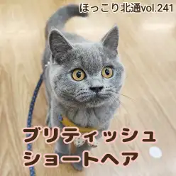 【 ほっこり北通vol.241 】まん丸ブリちゃんの楽しい初散歩に密着！