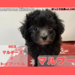 【 ほっこり北通vol.248 】シルバーの煌めく被毛を纏ったマルプーちゃん入店！