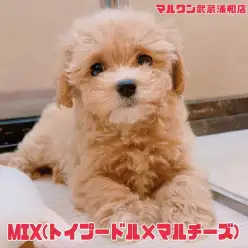 【 MIX 】トイプードルとマルチーズの大人気MIX！アプリコットの女の子