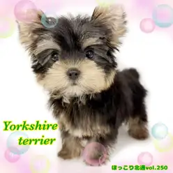 【 ほっこり北通Vol.250 】ますます可愛く成長中!小柄なヨーキーちゃん