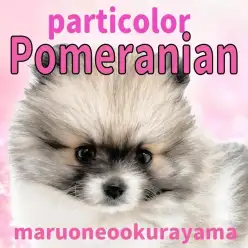 【 ポメラニアン 】驚きの毛量を持った唯一無二のパーティカラーたぬきポメ！
