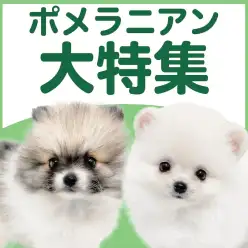 【 ポメラニアン特集 】11/27現在在店中の爆毛ボディの癒し系！最新動画付き！
