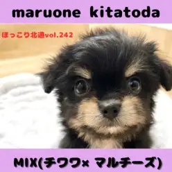 【 ほっこり北通vol.242 】最強に可愛い遺伝子を受け継いだチワマルの女の子