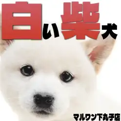 【 柴犬 】穏やかに寄り添う癒しパワーたっぷりの白柴の女の子が東京都大田区に！
