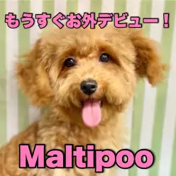 【 マルプー 】明日は3回目のワクチン！お外デビューが楽しみなのよ！