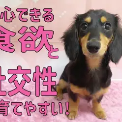 【 ダックス 】安心できる食欲と社交性の持ち主！！育てやすいだっちゃん！