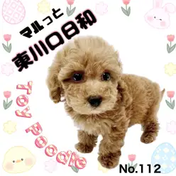 【 マルっと東川口日和No.112 】永遠のアイドル！美少女プードルが新登場