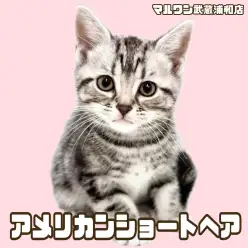 【 アメリカンショートヘア 】シルバータビーの女の子が埼玉浦和に登場！