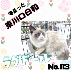 【 マルっと東川口日和No.113 】人馴れ完璧！ラグちゃんのマイブームをご紹介