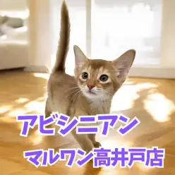 【 アビシニアン 】人懐っこい性格が可愛い！スキンシップ好きな人向きのにゃんこ！