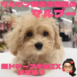【 マルプー 】超短足のミルクティ系MIX!初心者必見のフレンドリーな女の子!