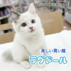 【 ラグドール 】生後4ヶ月の成長記録!体重の変化と歯磨き