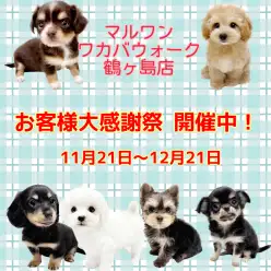 【 お知らせ 】お客様大感謝祭開催中！マルワンワカバウォーク鶴ヶ島店の子犬紹介