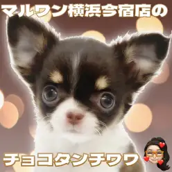 【 チワワ 】大人気チョコタンカラーの小さめチワワの女の子が聖地に登場！
